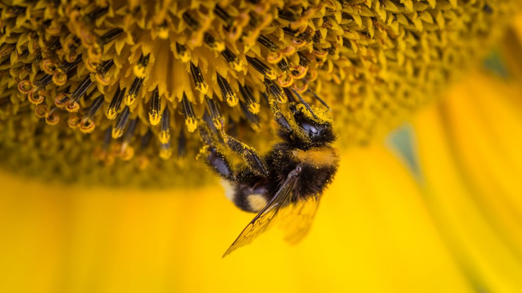 Bee Beehive Bloom 208034